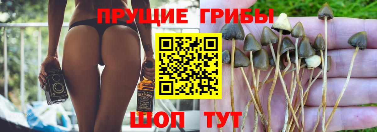 Псилоцибиновые грибы GOLDEN TEACHER Дмитров
